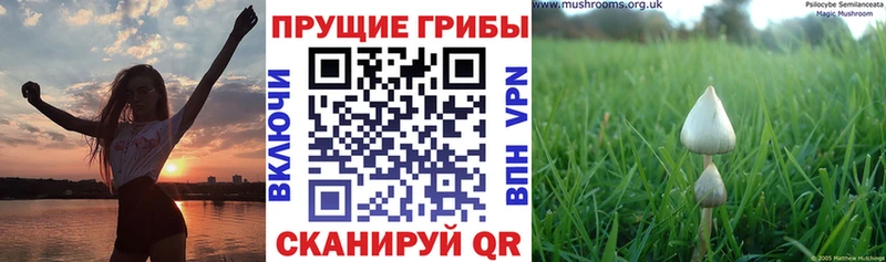 закладка  Медынь  Галлюциногенные грибы GOLDEN TEACHER 